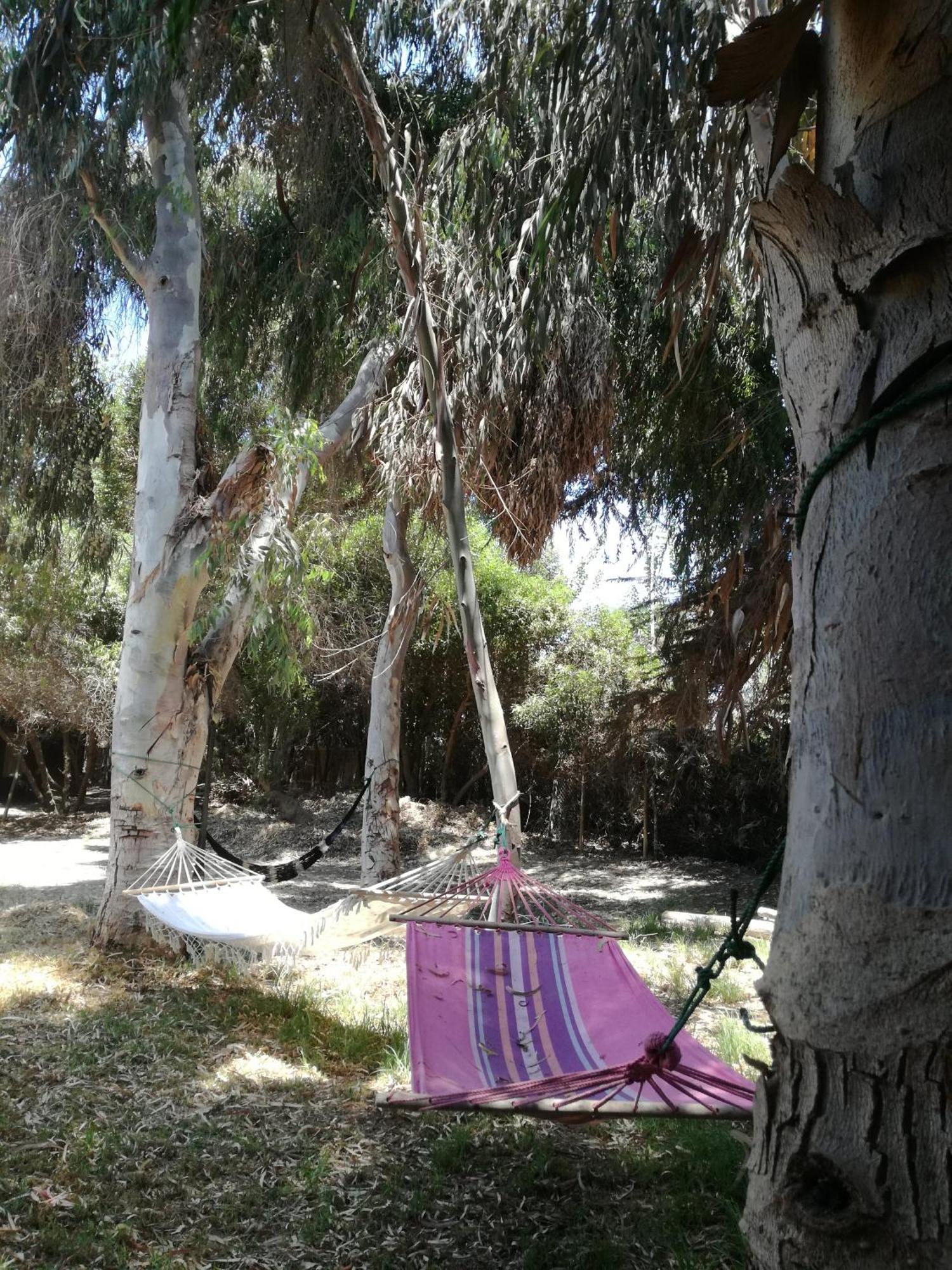 Alojamento Glamping El Arbol - Naturaleza Y Mar *
